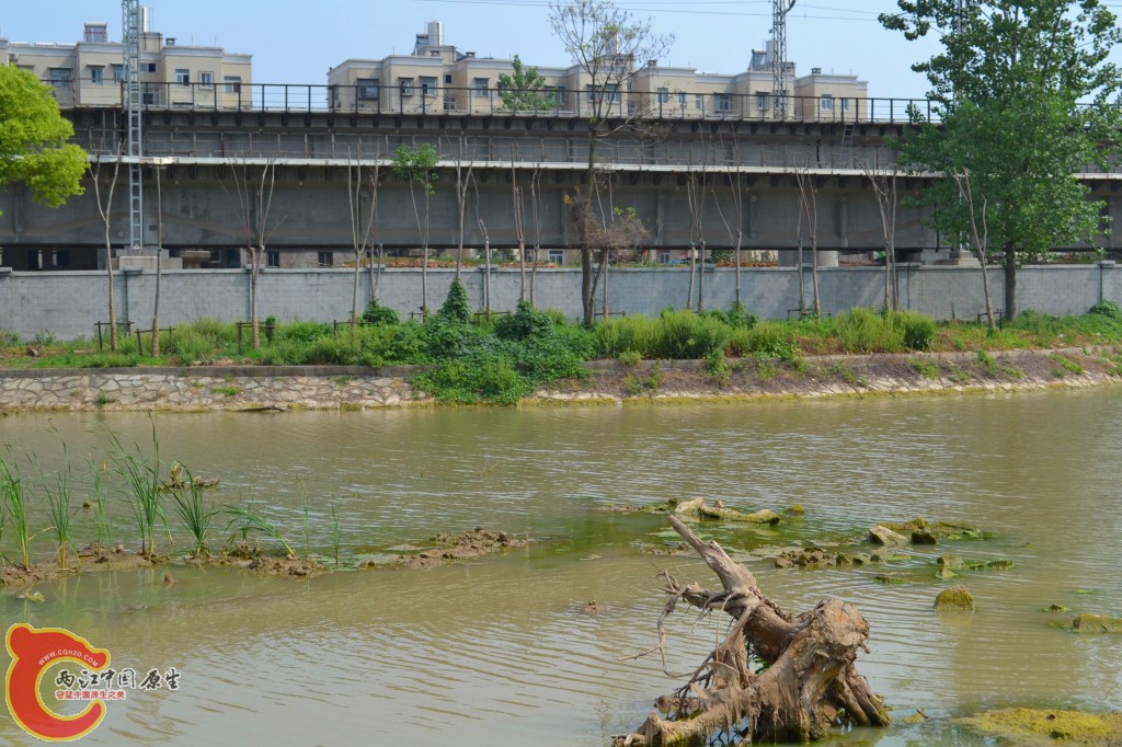 conew_201105202247.jpg