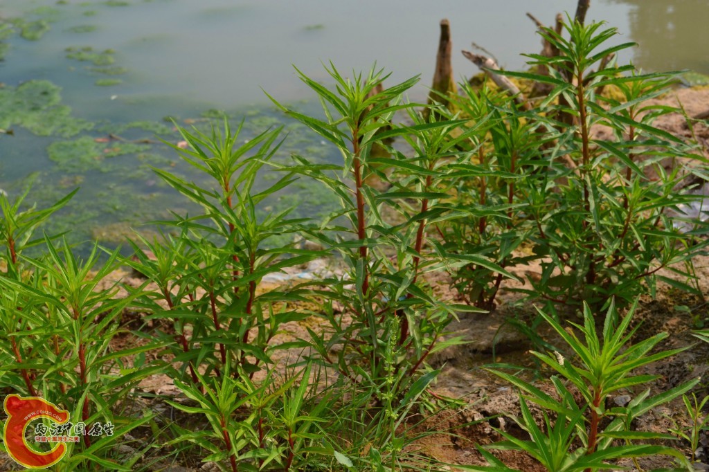 conew_201105202249.jpg