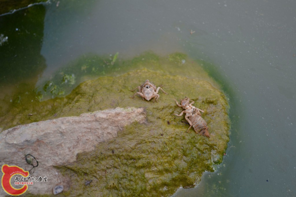 conew_201105202250.jpg