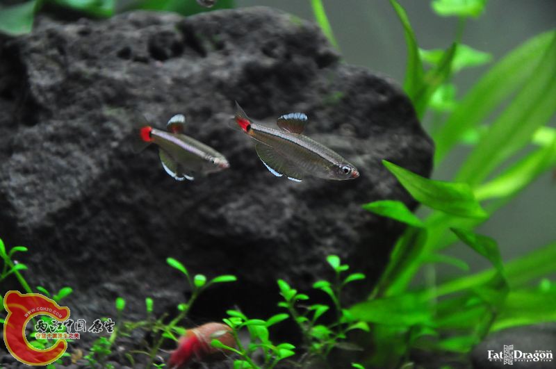 nEO_IMG_DSC_0161.jpg