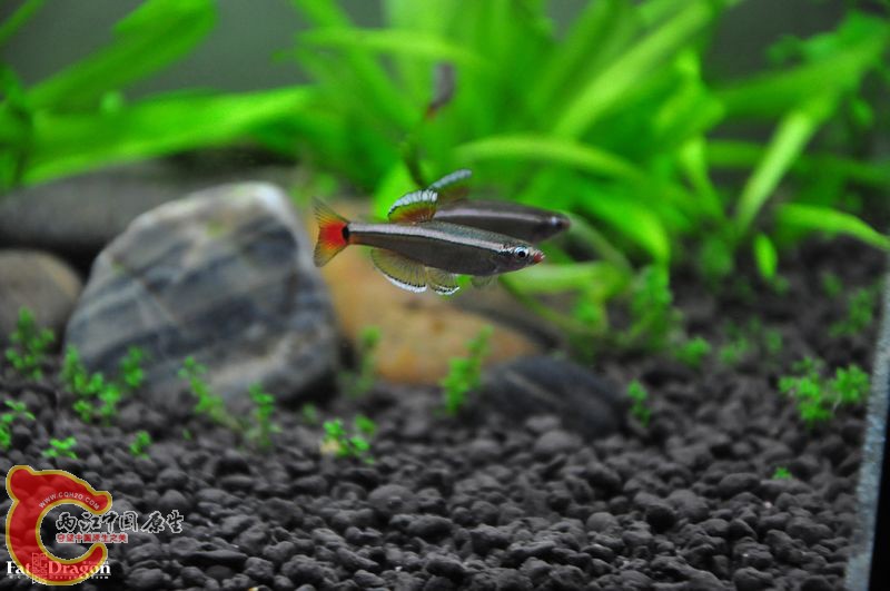 nEO_IMG_DSC_0165.jpg