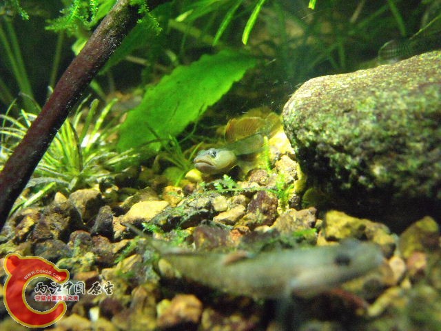 前面这只是万泉吻