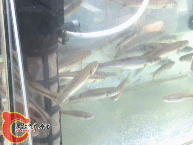 DSC00017.JPG