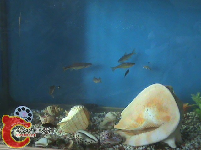 DSC00003.JPG