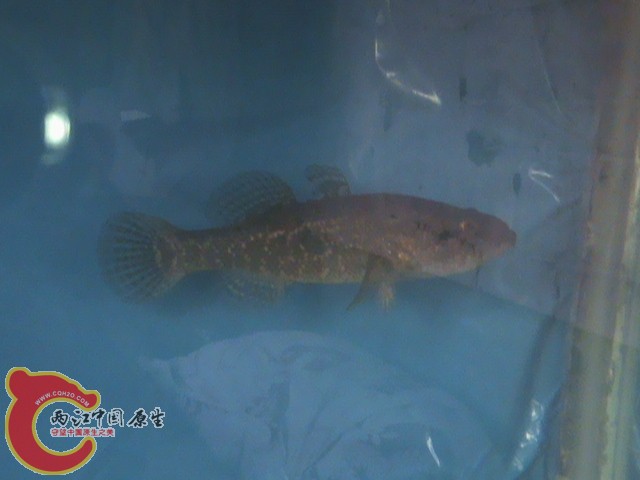 DSC00007.JPG