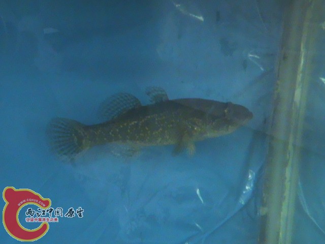DSC00008.JPG