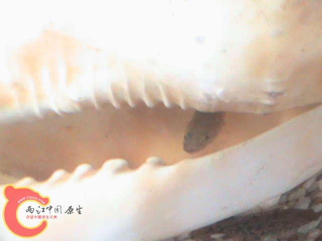 DSC00070.JPG