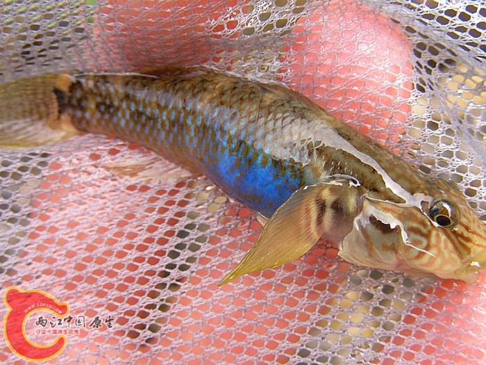 照片 978 (2)台灣吻雌2.jpg