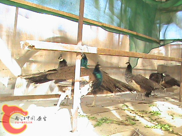 我养殖的孔雀