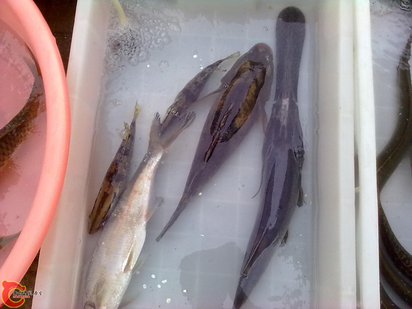 20110523059.jpg