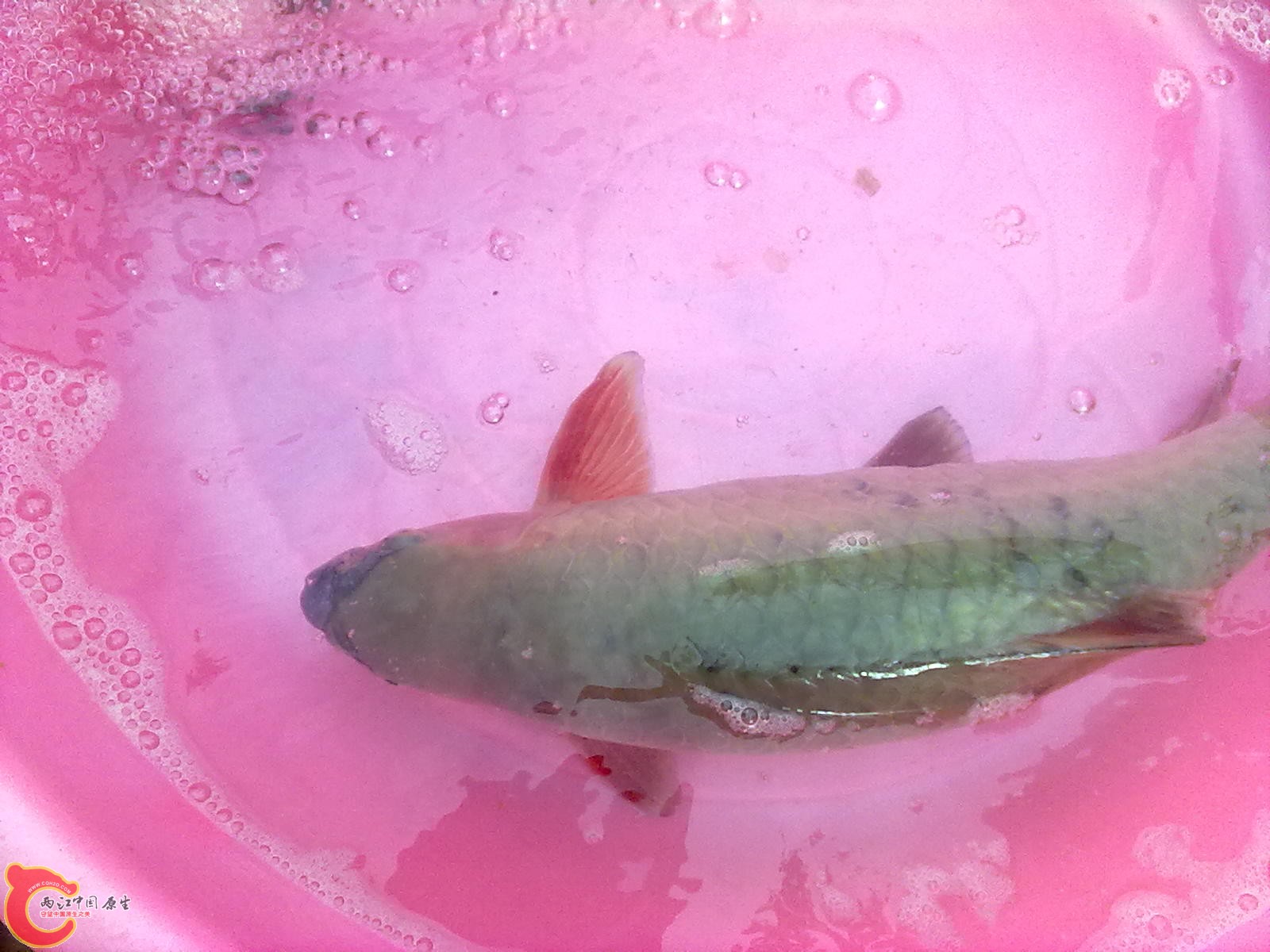 20110523063.jpg
