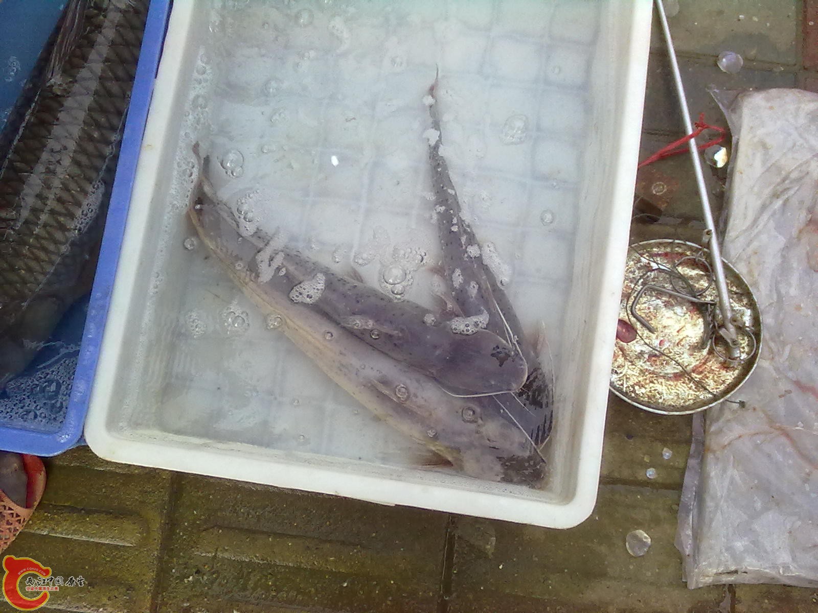 20110523065.jpg