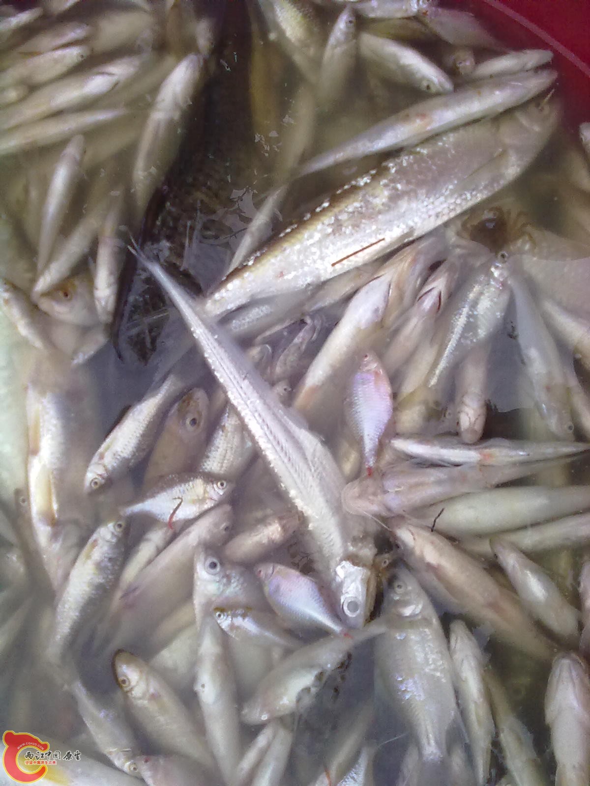 20110523066.jpg