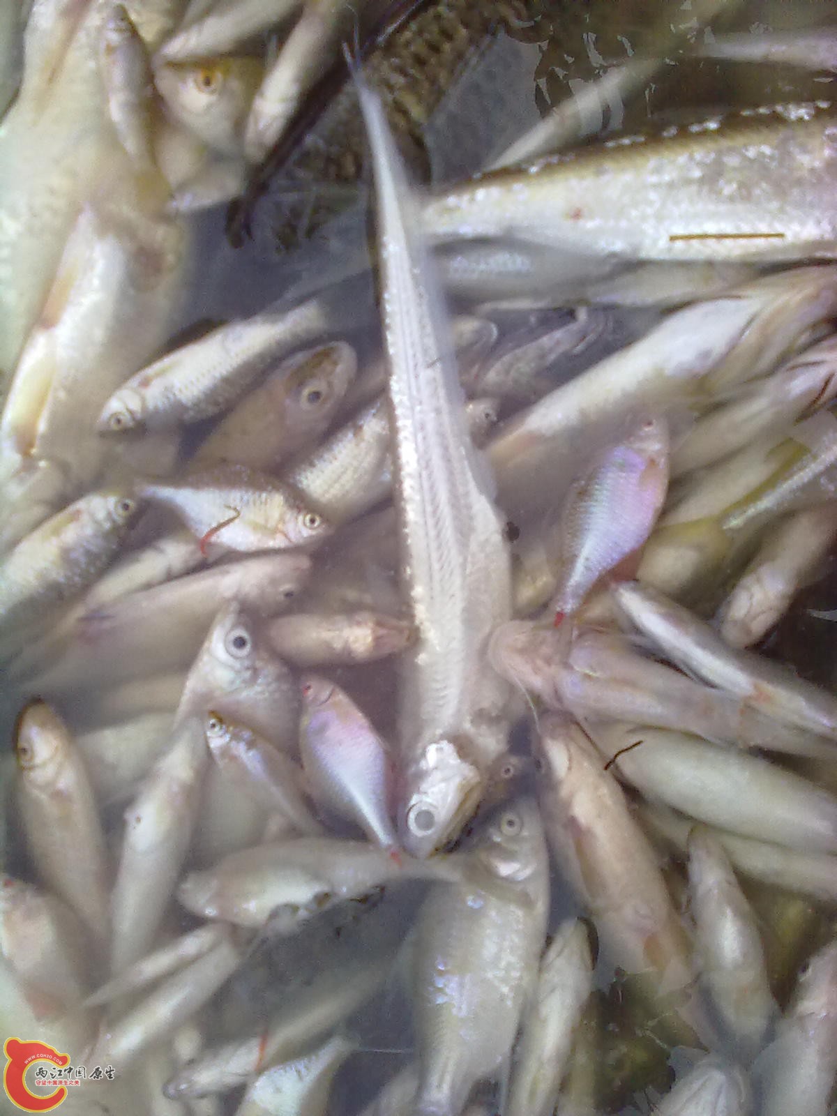 20110523067.jpg