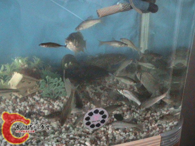 DSC00439.JPG