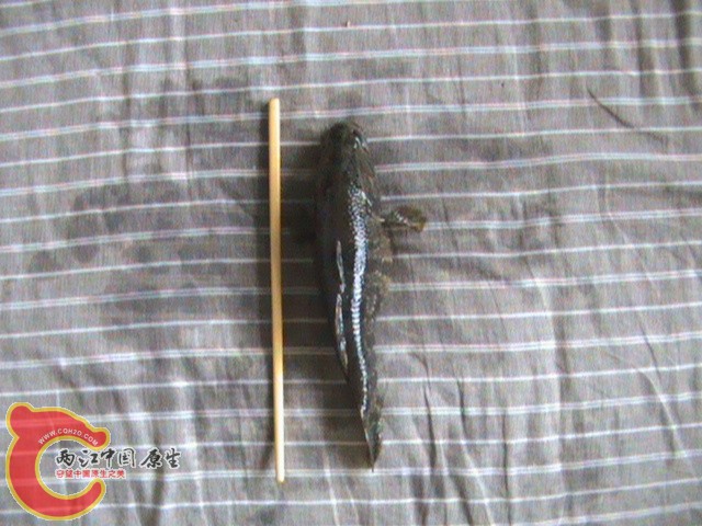 DSC00433.JPG