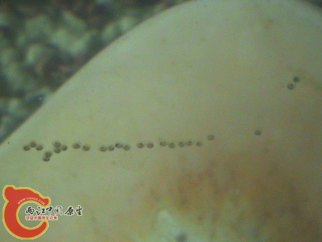 老头产卵了2011.05.25
