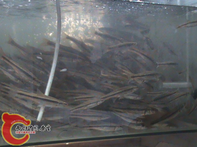 无聊的巴西龟，好在我有都是鱼给他吃。