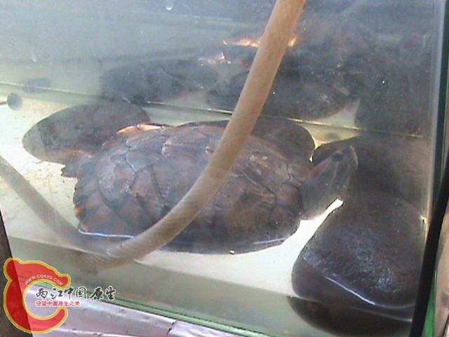 无聊的巴西龟，好在我有都是鱼给他吃。