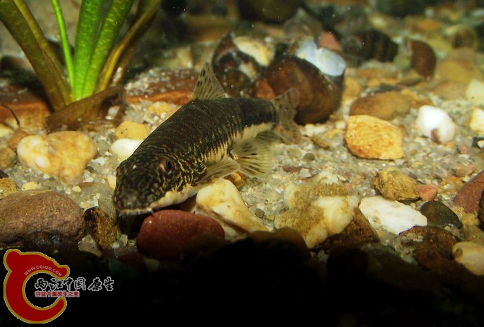 DSCF4126.jpg