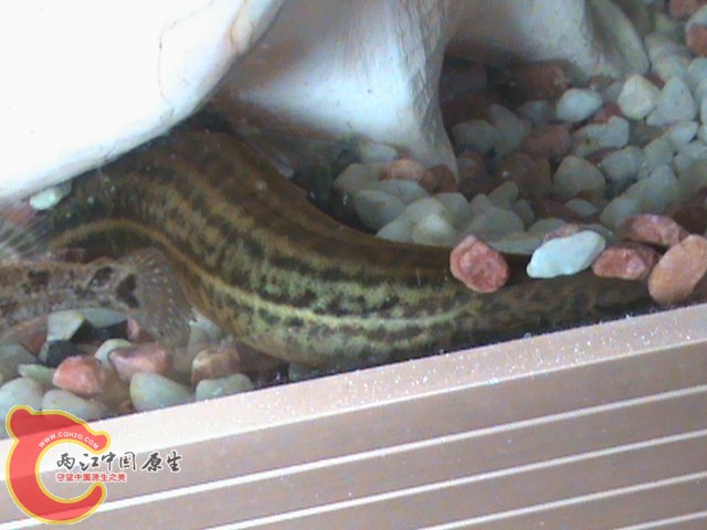 DSC00516.JPG