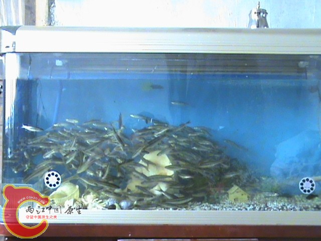 DSC00517.JPG