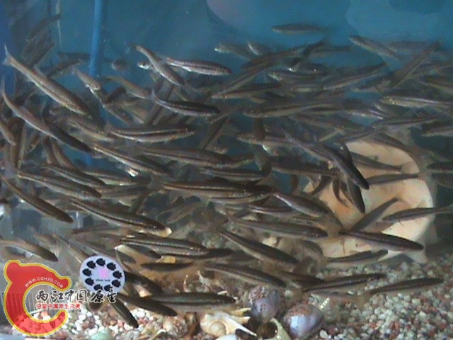 DSC00552.JPG