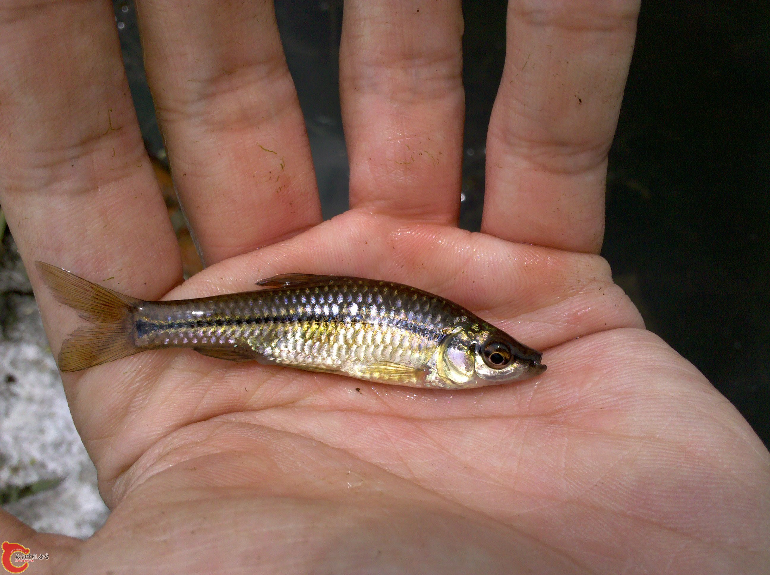 2011-05-27_12-13-54_264.jpg