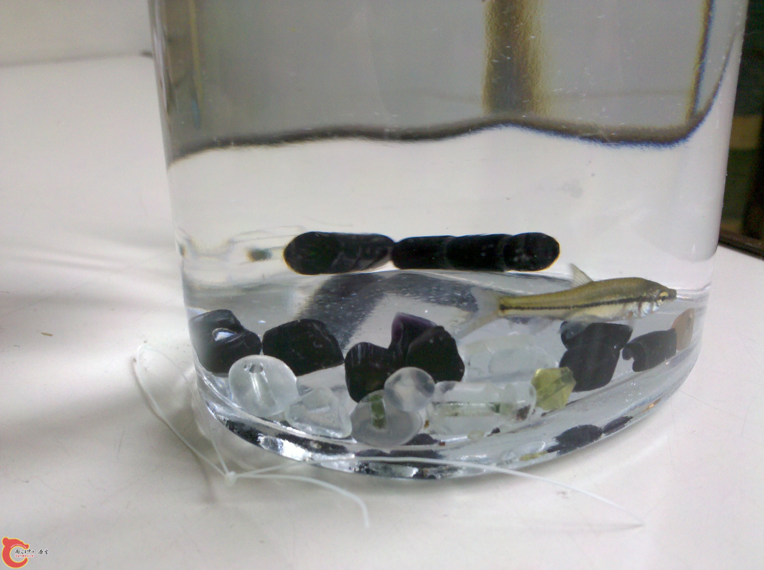2011-05-27_12-38-32_743.jpg