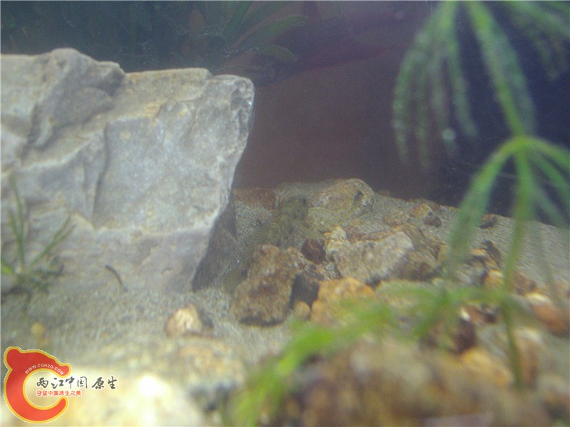 P5270012_副本.jpg