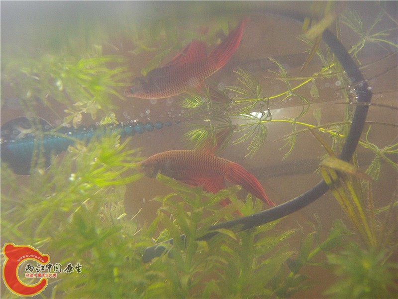 P5270035_副本.jpg