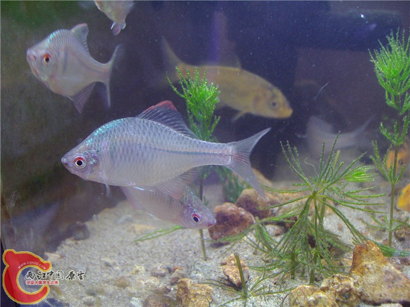 P5270045_副本.jpg