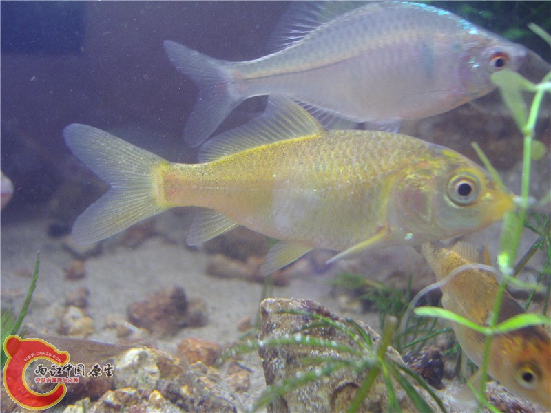 P5270030_副本.jpg