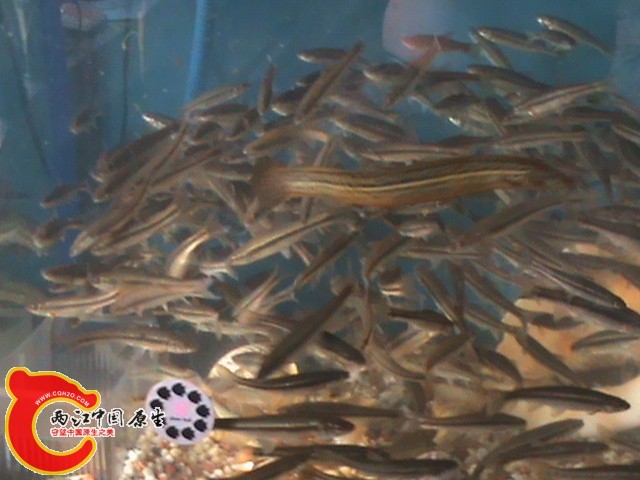 蛟龙过海