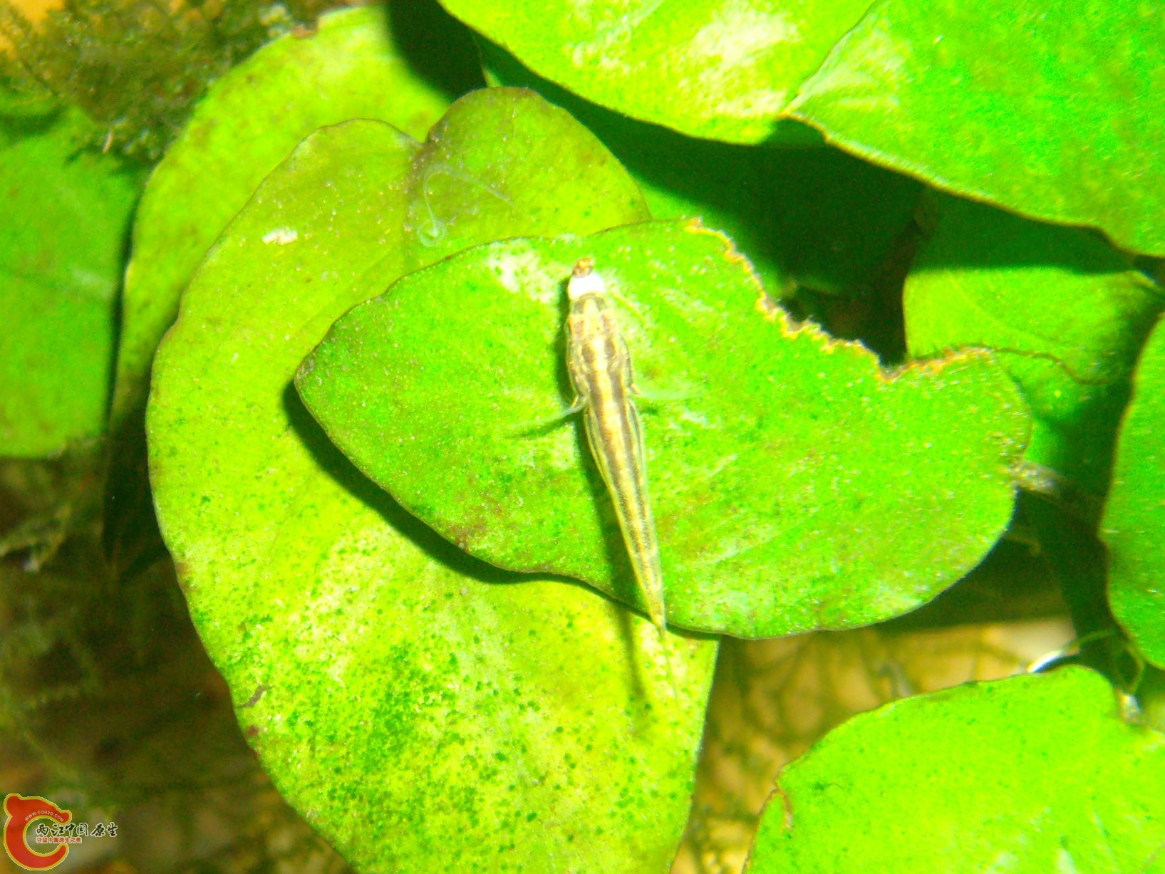 吞了一条蚊子幼虫。