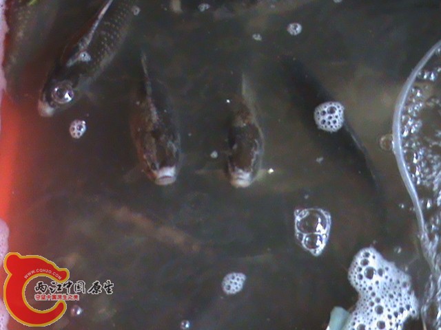 DSC00617.JPG