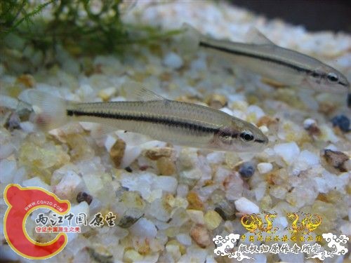 Ladislavia taczanowski（平口鮈）.jpg