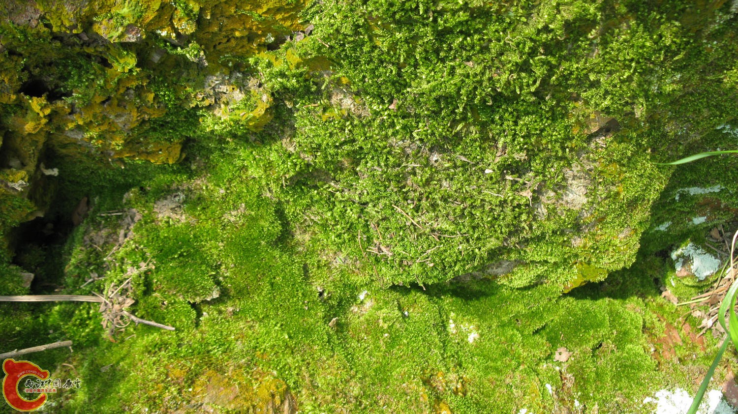 IMG_5519.jpg