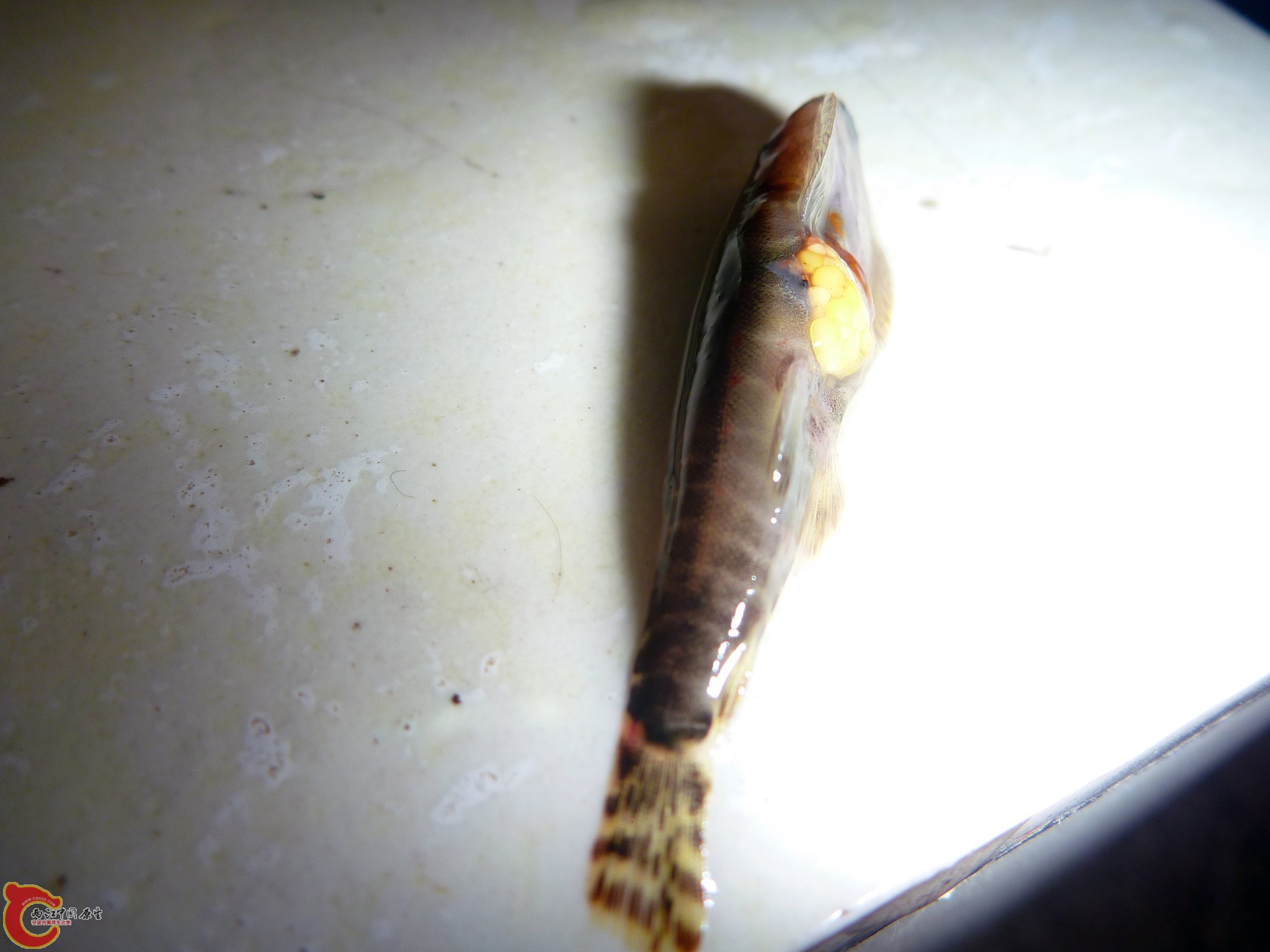 20110529-01.JPG