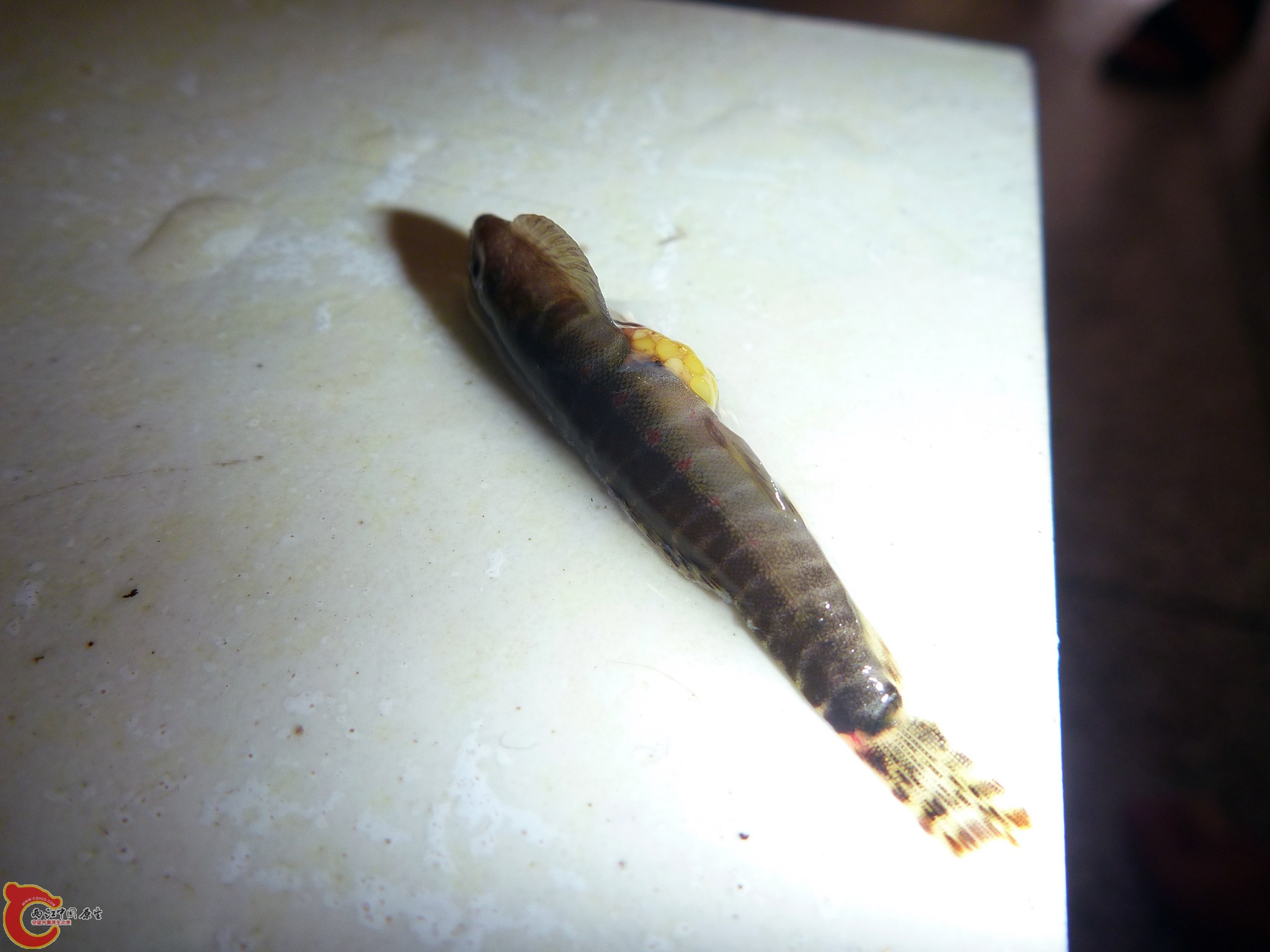 20110529-02.JPG