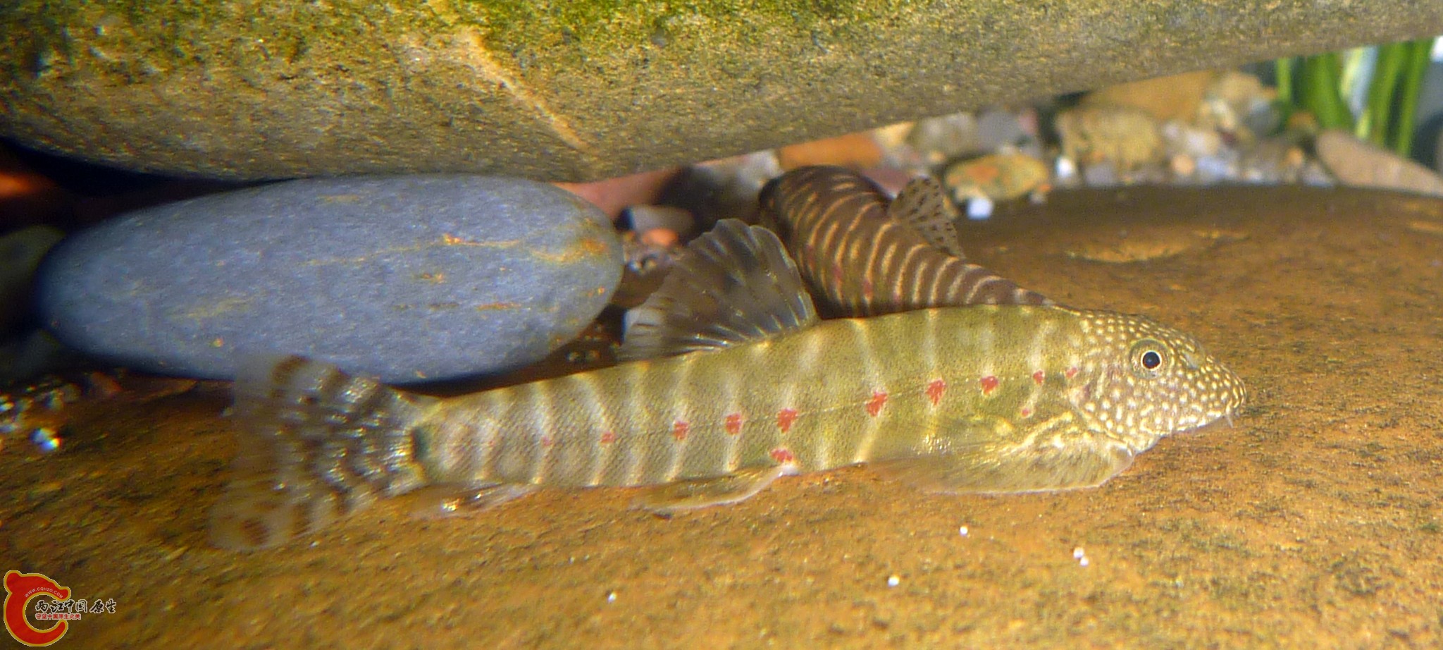 20110415_15.JPG