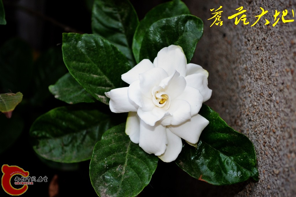 201105292804_conew1.jpg