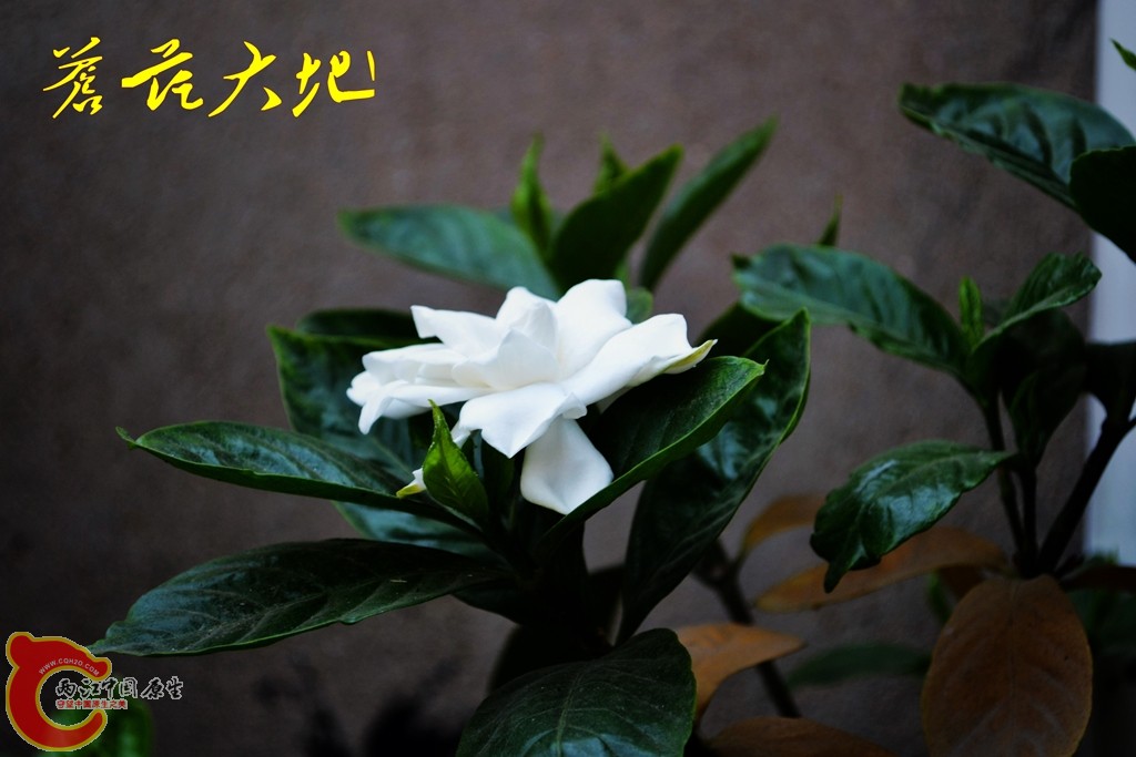 201105292805_conew1.jpg