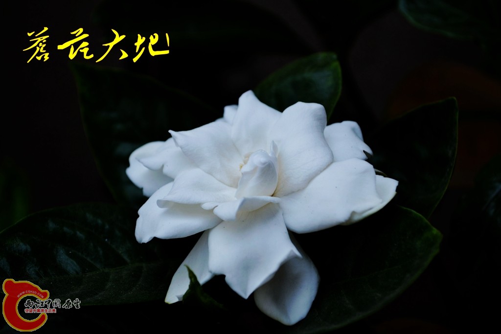 201105292807_conew1.jpg