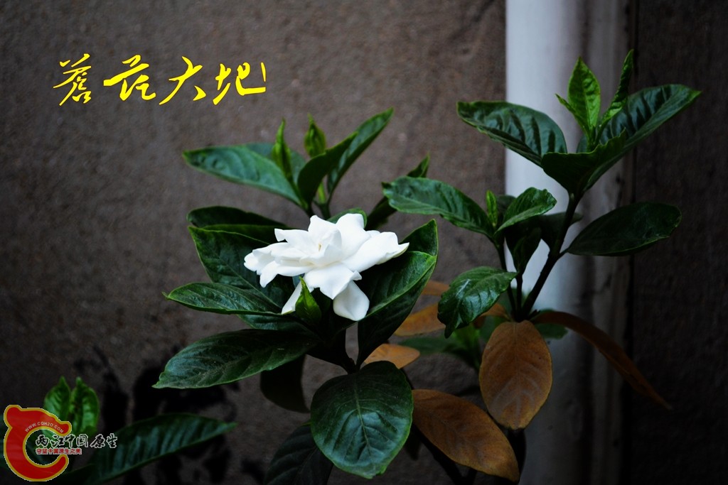 201105292812_conew1.jpg