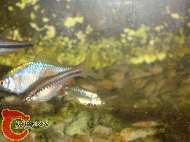 DSC02385.JPG