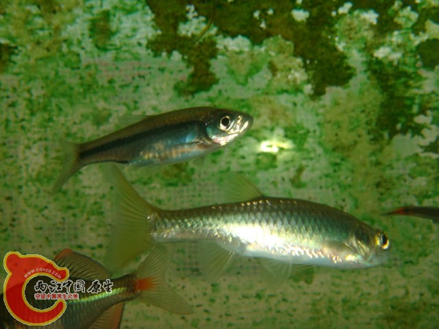 DSC02775.JPG
