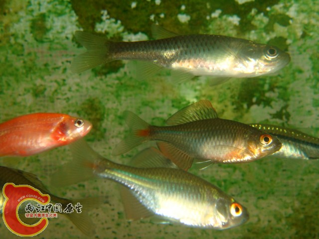 DSC02785.JPG