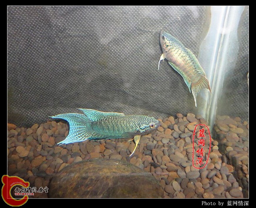 11副本 [1024x768] [1024x768].jpg