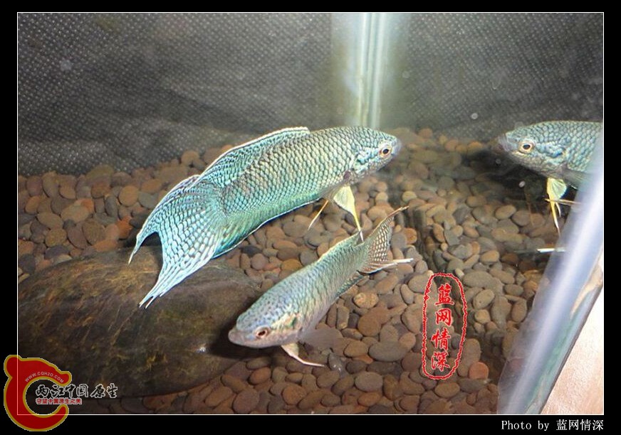 12副本 [1024x768] [1024x768].jpg